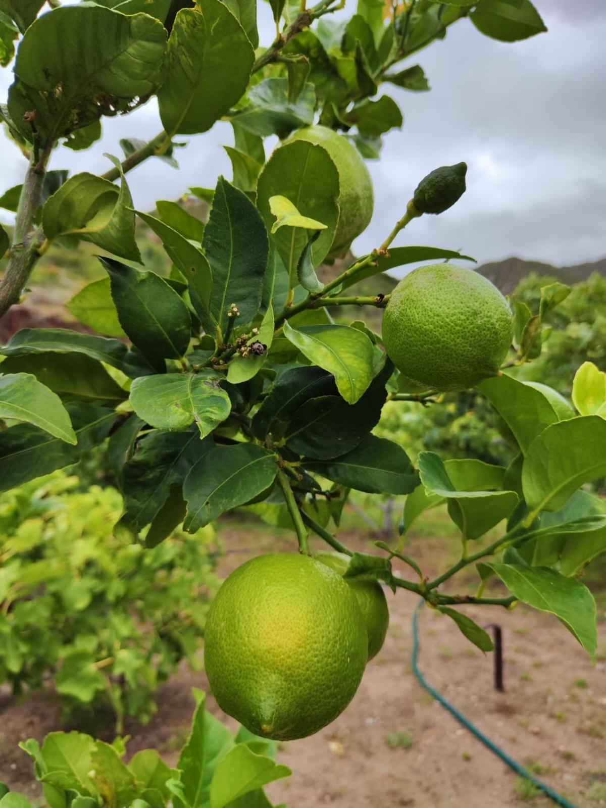 Appartamento Roodekloof Montagu Esterno foto