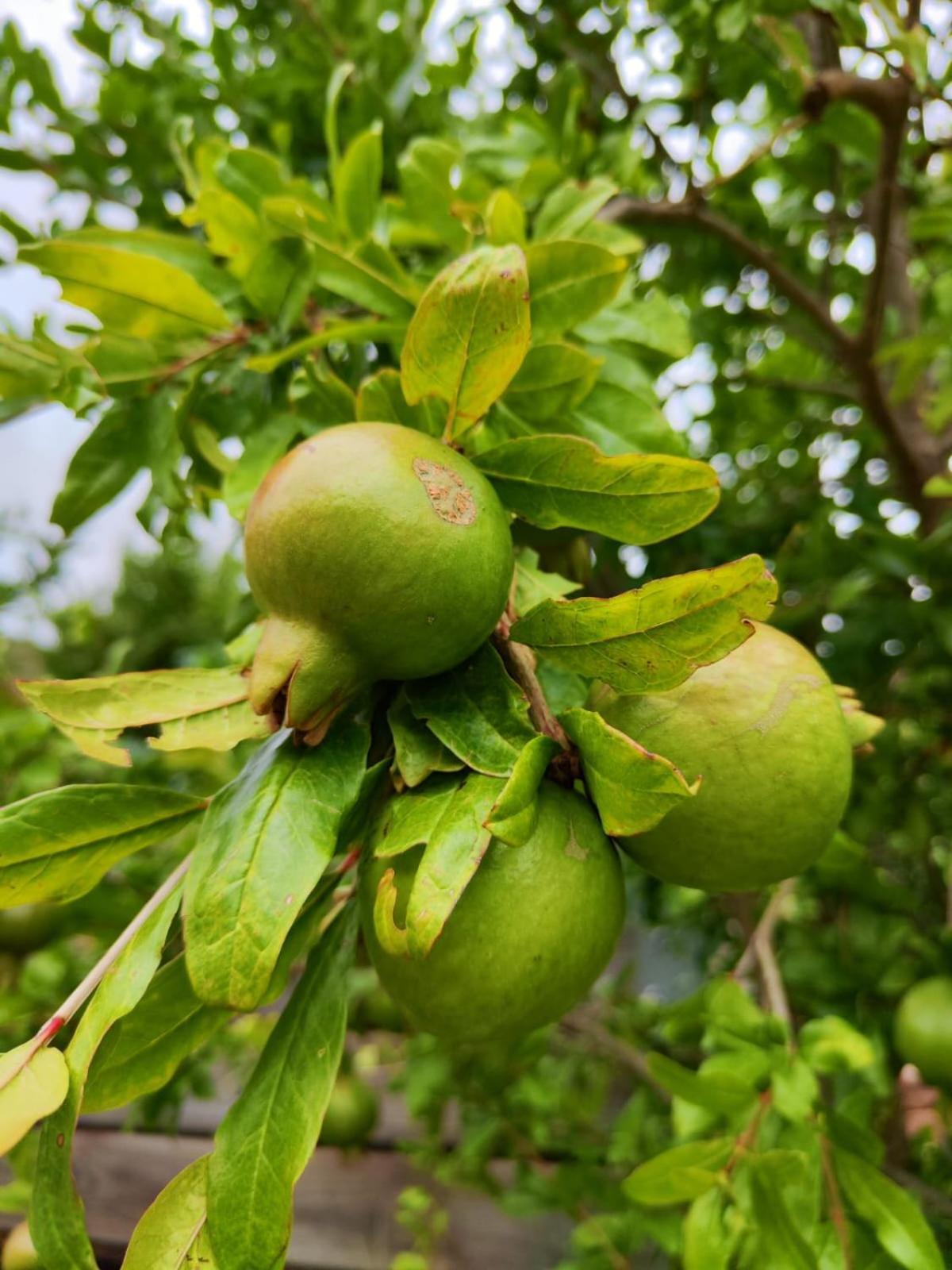 Appartamento Roodekloof Montagu Esterno foto