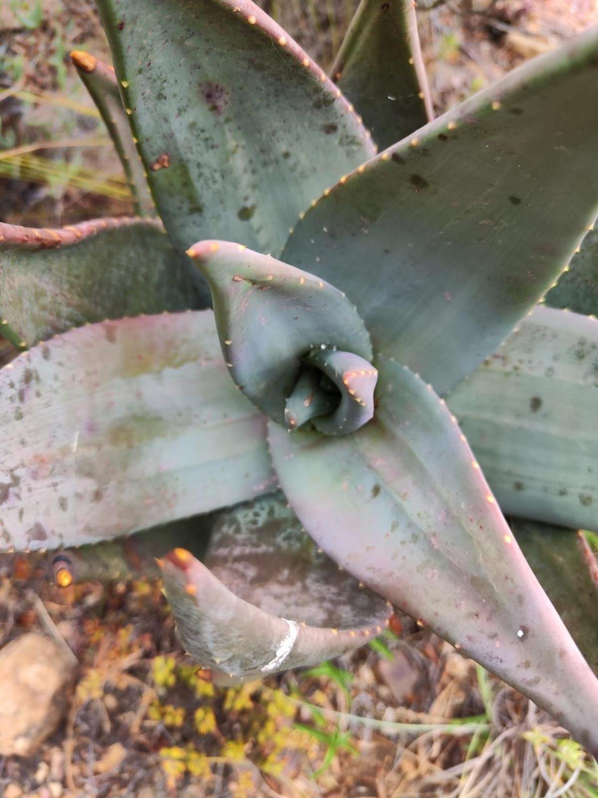 Appartamento Roodekloof Montagu Esterno foto