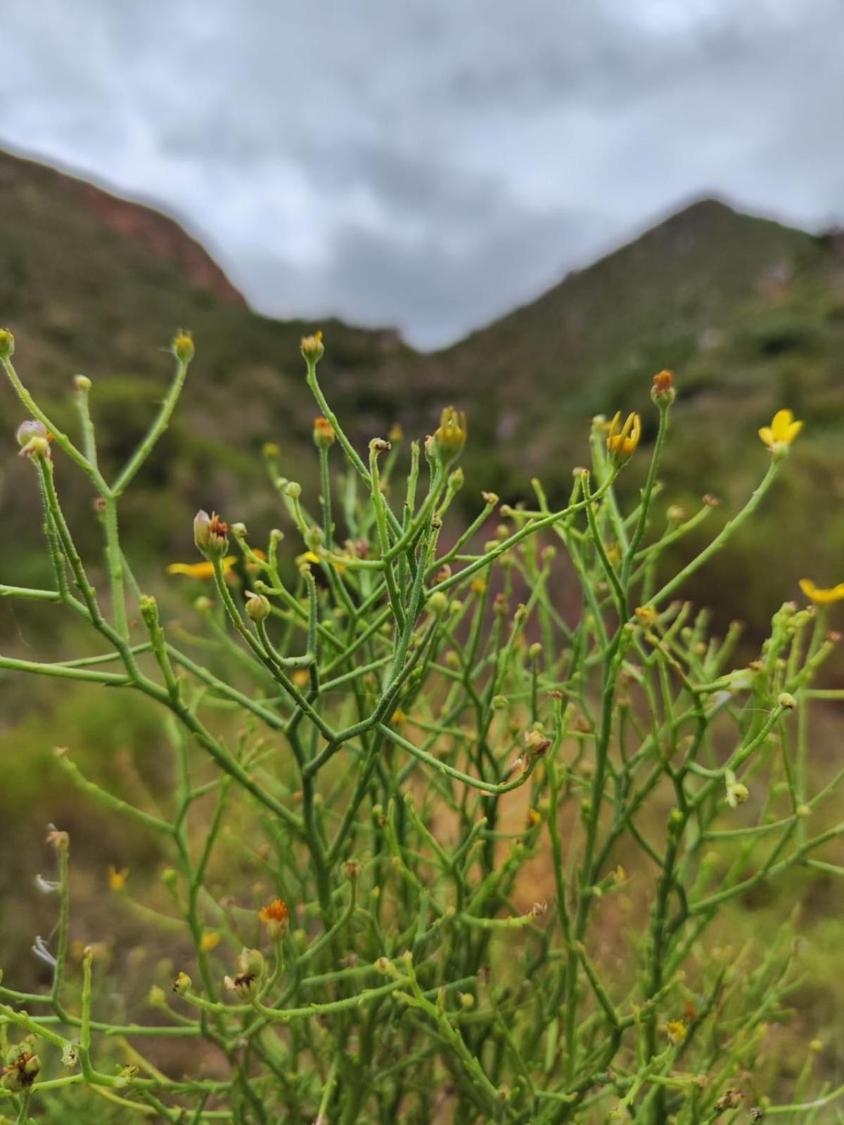 Appartamento Roodekloof Montagu Esterno foto